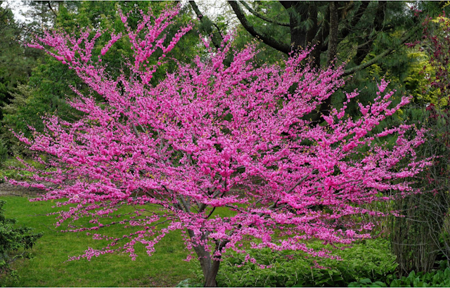 Green Macomb Tree and Plant Sale Invites Michigan Locals to Cultivate Their Gardens