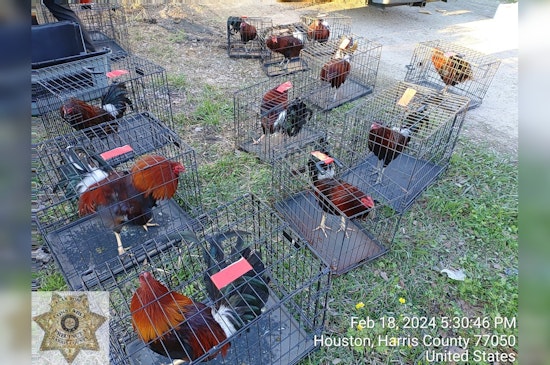 Harris County Man Charged, Multiple Citations Issued in Cockfighting Ring Bust