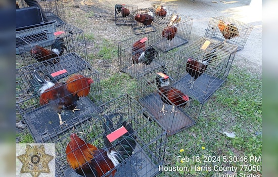 Harris County Man Charged, Multiple Citations Issued in Cockfighting Ring Bust