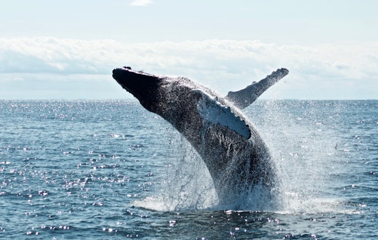 Hollywood, Florida Spectators in Awe as Mother and Calf Humpback Whales Breach Near Shore