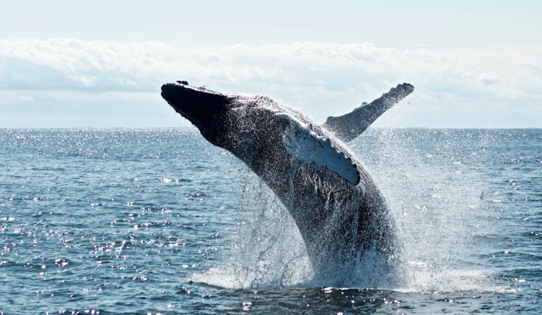 Hollywood, Florida Spectators in Awe as Mother and Calf Humpback Whales Breach Near Shore