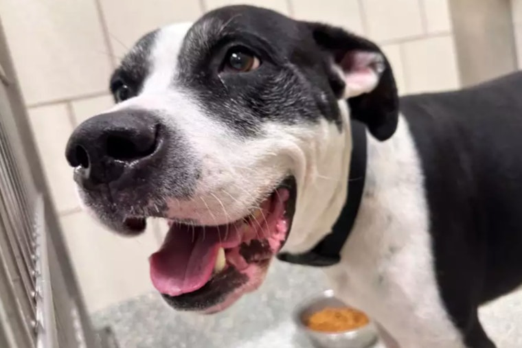 Houston Authorities Search for Man Recorded Abandoning Dog as Houston SPCA Provides Care for Animal