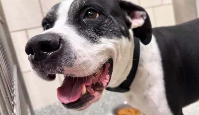 Houston Authorities Search for Man Recorded Abandoning Dog as Houston SPCA Provides Care for Animal