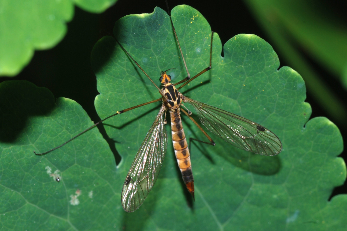 Flying Gems: Long-Legged Flies