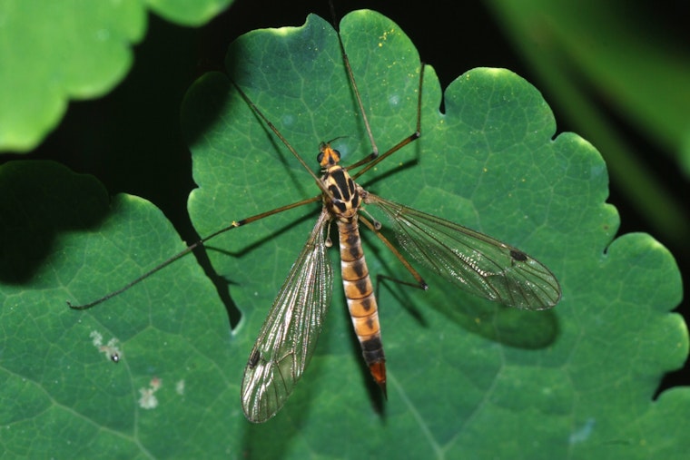 Houston Swarmed by Harmless Crane Flies, Not Mosquitoes, After Wet Conditions