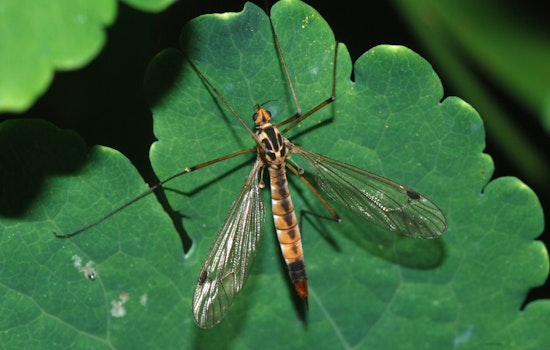 Houston Swarmed by Harmless Crane Flies, Not Mosquitoes, After Wet Conditions