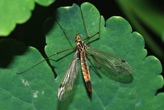 Houston Swarmed by Harmless Crane Flies, Not Mosquitoes, After Wet Conditions