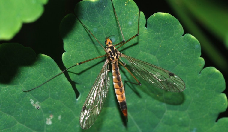 Houston Swarmed by Harmless Crane Flies, Not Mosquitoes, After Wet Conditions