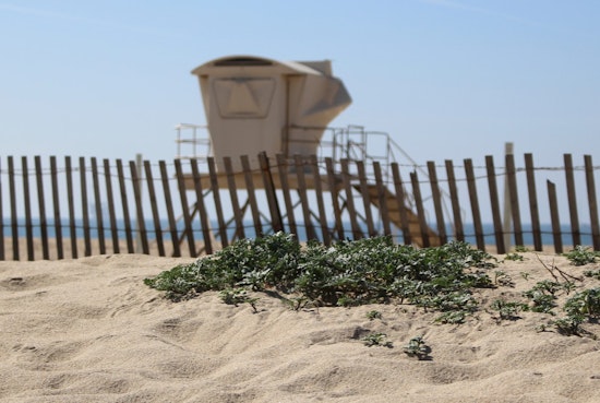 Huntington Beach Confronts Startling Shoreline Discovery as 30-Foot Gray Whale Washes Ashore