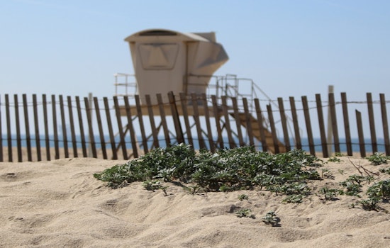 Huntington Beach Confronts Startling Shoreline Discovery as 30-Foot Gray Whale Washes Ashore