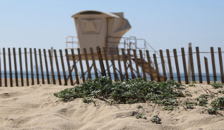 Huntington Beach Confronts Startling Shoreline Discovery as 30-Foot Gray Whale Washes Ashore