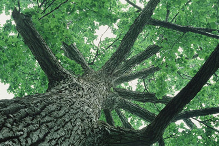 Seattle Streamlines Tree Service Provider Registration, Launches Unified Directory
