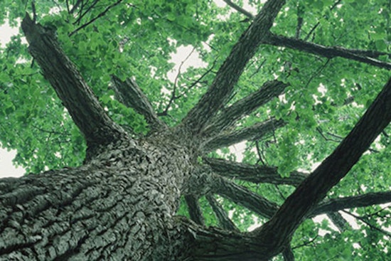 Seattle Streamlines Tree Service Provider Registration, Launches Unified Directory