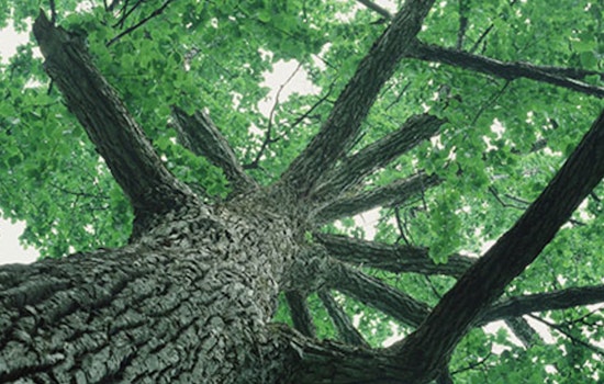 Seattle Streamlines Tree Service Provider Registration, Launches Unified Directory