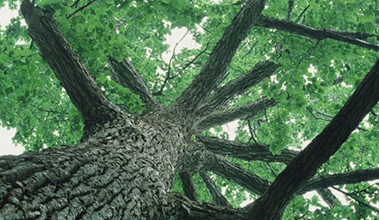 Seattle Streamlines Tree Service Provider Registration, Launches Unified Directory