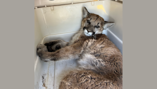 Injured Mountain Lion Cub Nursed Back to Health by San Diego Humane Society's Project Wildlife