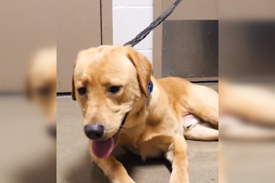 K9 Goose Joins Hennepin County's Fight Against Jail Narcotics as First Drug Detection Dog in Sheriff's Office History