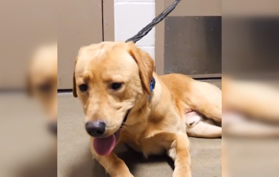 K9 Goose Joins Hennepin County's Fight Against Jail Narcotics as First Drug Detection Dog in Sheriff's Office History