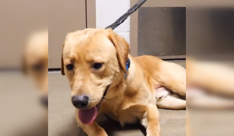 K9 Goose Joins Hennepin County's Fight Against Jail Narcotics as First Drug Detection Dog in Sheriff's Office History