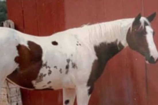 Kendall County Sheriff Seeks Public's Help to Find Suspect in Fatal Shooting of Two Horses in Comfort, Texas