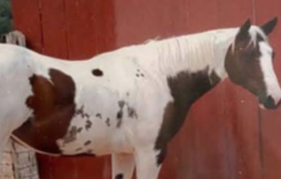 Kendall County Sheriff Seeks Public's Help to Find Suspect in Fatal Shooting of Two Horses in Comfort, Texas