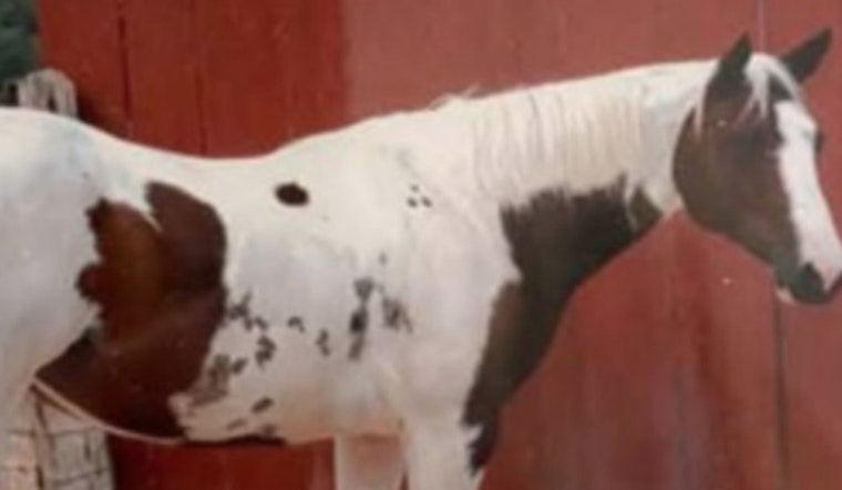 Kendall County Sheriff Seeks Public's Help to Find Suspect in Fatal Shooting of Two Horses in Comfort, Texas