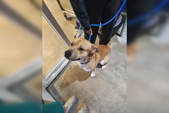 Lost Male Pitbull Mix Found in Mankato, Blue Earth County Dispatch Seeks Owner