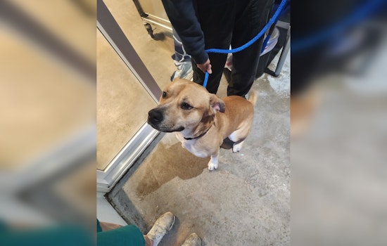 Lost Male Pitbull Mix Found in Mankato, Blue Earth County Dispatch Seeks Owner