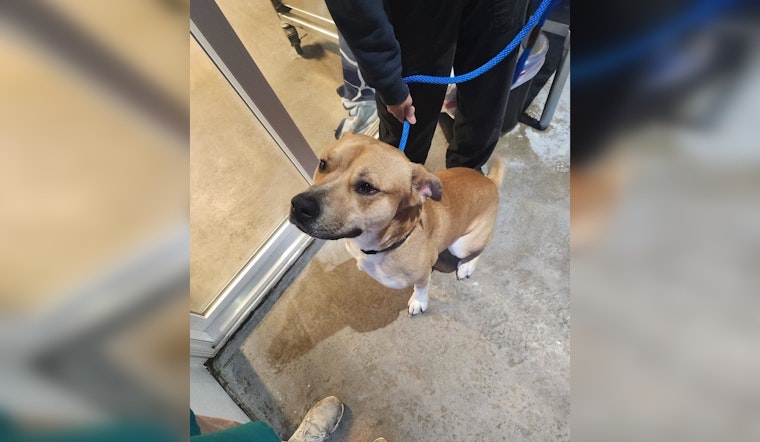 Lost Male Pitbull Mix Found in Mankato, Blue Earth County Dispatch Seeks Owner