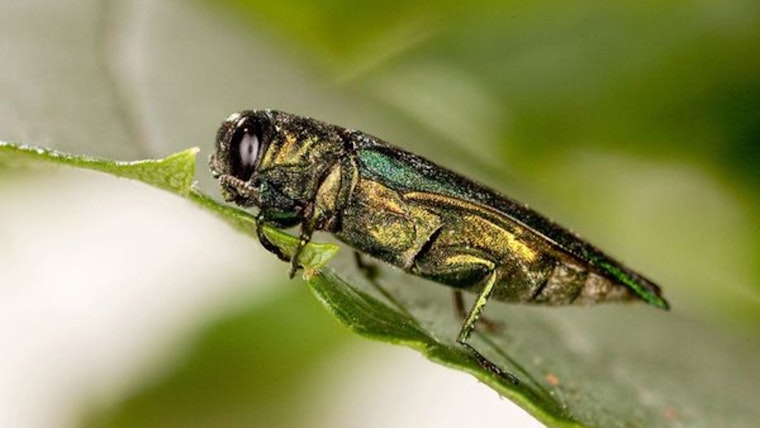 Maple Grove Intensifies Fight Against Emerald Ash Borer During National Invasive Species Awareness Week