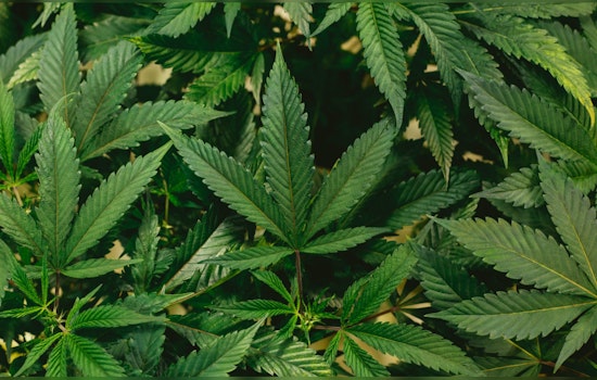 Massachusetts Celebrates Record $1.56 Billion in Marijuana Sales, Aims to Foster Social Equity in Booming Market