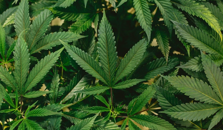 Massachusetts Celebrates Record $1.56 Billion in Marijuana Sales, Aims to Foster Social Equity in Booming Market