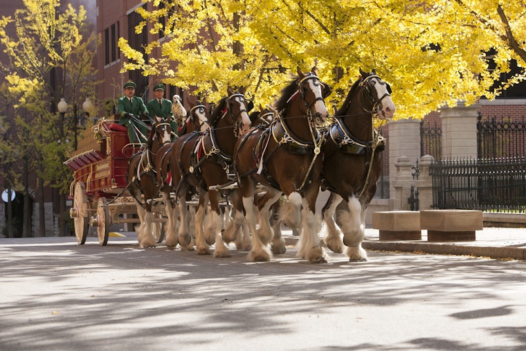 Mesa Welcomes Anheuser-Busch's Majestic Clydesdales: Experience Equine Elegance & Beer Heritage