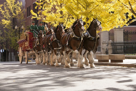 Mesa Welcomes Anheuser-Busch's Majestic Clydesdales: Experience Equine Elegance & Beer Heritage