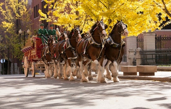 Mesa Welcomes Anheuser-Busch's Majestic Clydesdales: Experience Equine Elegance & Beer Heritage