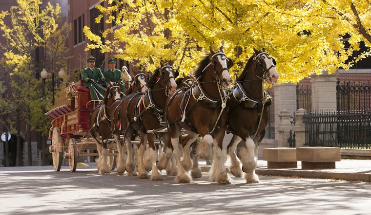 Mesa Welcomes Anheuser-Busch's Majestic Clydesdales: Experience Equine Elegance & Beer Heritage