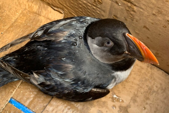 Miami Beach Lifeguards Rescue Injured Atlantic Puffin Far from Its Northern Habitat