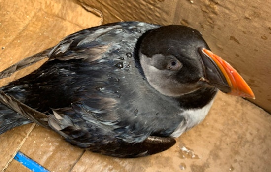 Miami Beach Lifeguards Rescue Injured Atlantic Puffin Far from Its Northern Habitat