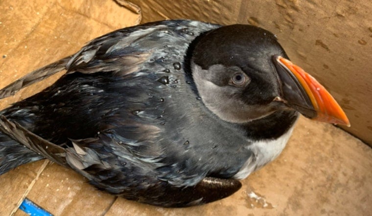 Miami Beach Lifeguards Rescue Injured Atlantic Puffin Far from Its Northern Habitat