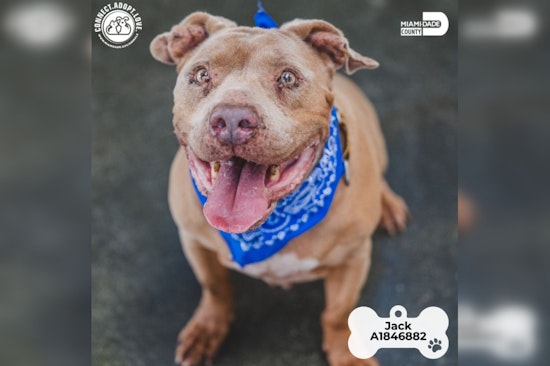 Miami-Dade County Animal Services Hosts Find the Love of Your Life Adoption Event With No Fees For Dogs Over Four Months