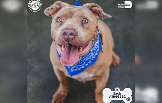 Miami-Dade County Animal Services Hosts Find the Love of Your Life Adoption Event With No Fees For Dogs Over Four Months