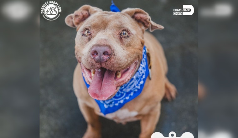 Miami-Dade County Animal Services Hosts Find the Love of Your Life Adoption Event With No Fees For Dogs Over Four Months