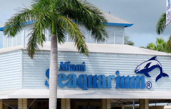 Miami-Dade County Mulls Terminating Lease With Miami Seaquarium Over Animal Welfare Concerns