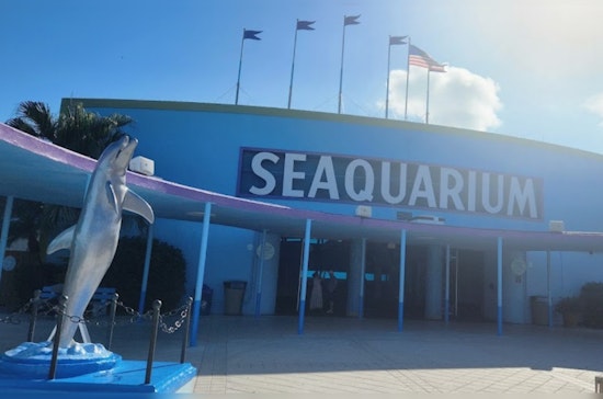 Miami Seaquarium Under Fire After USDA Report Cites Neglect: Dolphin Swallows Nail, Sea Lion Goes Without Cataract Surgery