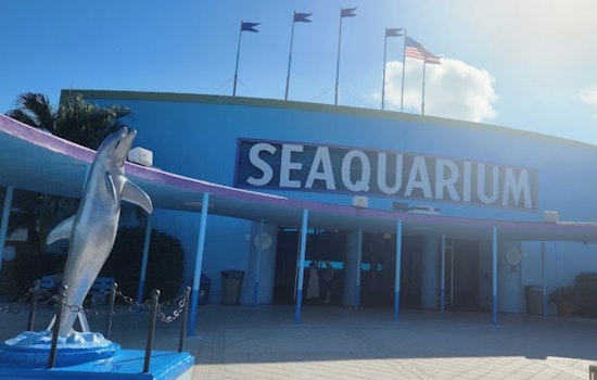 Miami Seaquarium Under Fire After USDA Report Cites Neglect: Dolphin Swallows Nail, Sea Lion Goes Without Cataract Surgery