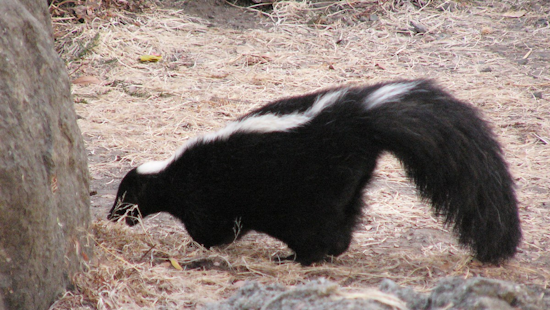 Michigan Battles Stench as Skunk Mating Season Escalates, Public Urged to Take Precautions