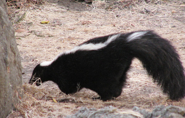 Michigan Battles Stench as Skunk Mating Season Escalates, Public Urged to Take Precautions