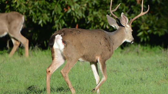 Michigan Lawmaker Proposes Funding Boost for Venison Donation Program to Aid Hungry, Control Deer Population