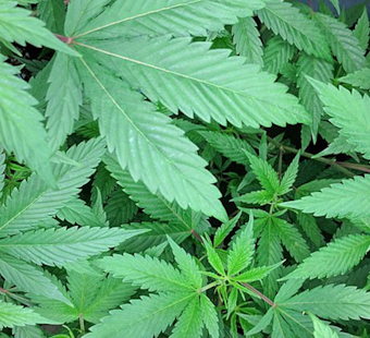 Michigan State Police Seize Over 4,000 Marijuana Plants in Illegal Highland Park Operation