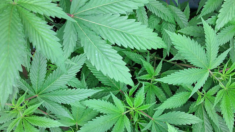 Michigan State Police Seize Over 4,000 Marijuana Plants in Illegal Highland Park Operation